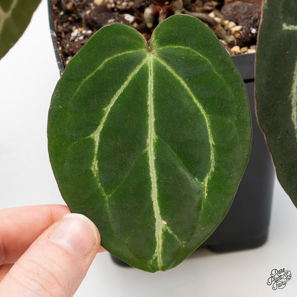 Anthurium Tortoise Shell Grey '36' x Black Widow '13' by DocBlock® (wk50-J)