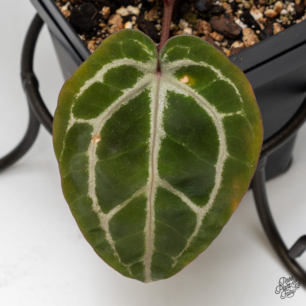 Anthurium Tortoise Shell Grey '36' x Crystal Red '12' by DocBlock® (wk49-D)