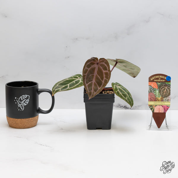 Anthurium Tortoise Shell Grey '36' x Crystal Red '12' by DocBlock® (wk49-D)
