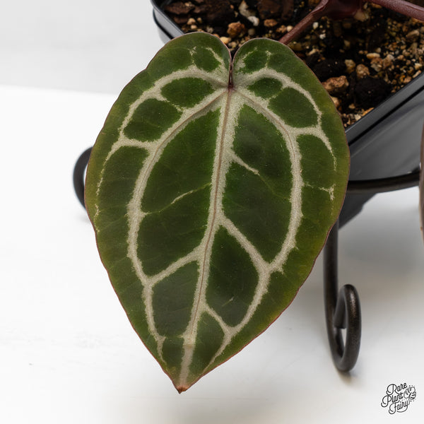 Anthurium Tortoise Shell Grey '36' x Crystal Red '12' by DocBlock® (wk49-D)