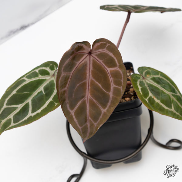 Anthurium Tortoise Shell Grey '36' x Crystal Red '12' by DocBlock® (wk49-D)