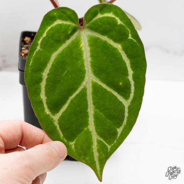 Anthurium Zara '14' x Black Widow '13' by DocBlock® (wk49-L)