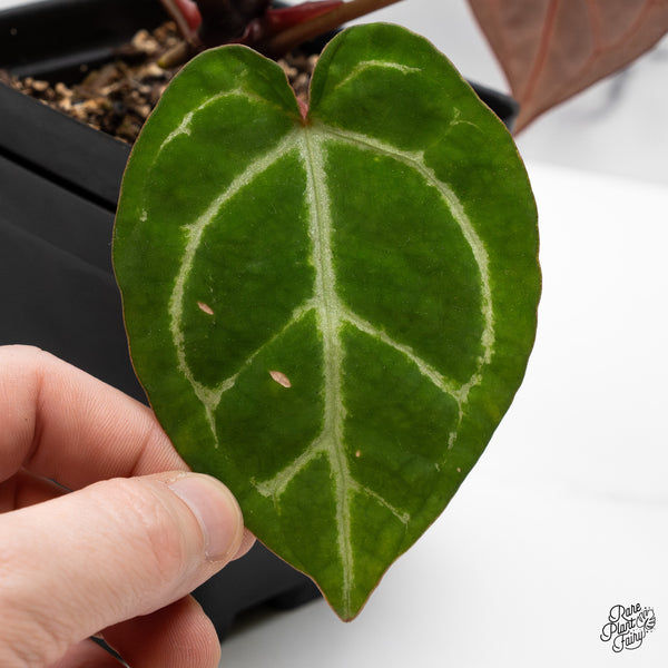 Anthurium Zara '14' x Black Widow '13' by DocBlock® (wk49-L)