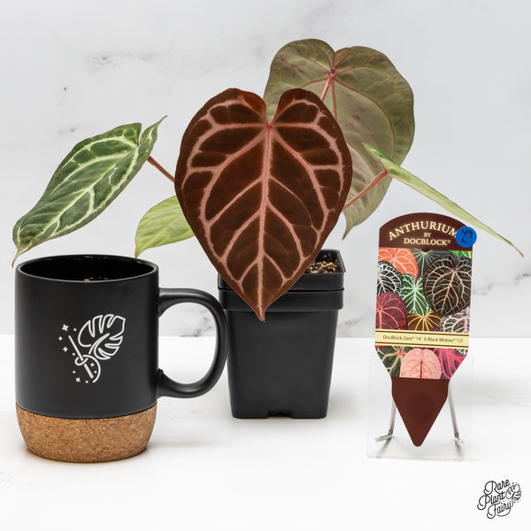 Anthurium Zara '14' x Black Widow '13' by DocBlock® (wk49-L)