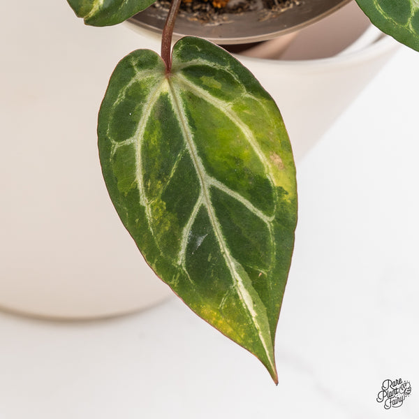 Variegated Anthurium Home, Sweet Home '32' x Zara '14' by DocBlock® (wk46-AB)