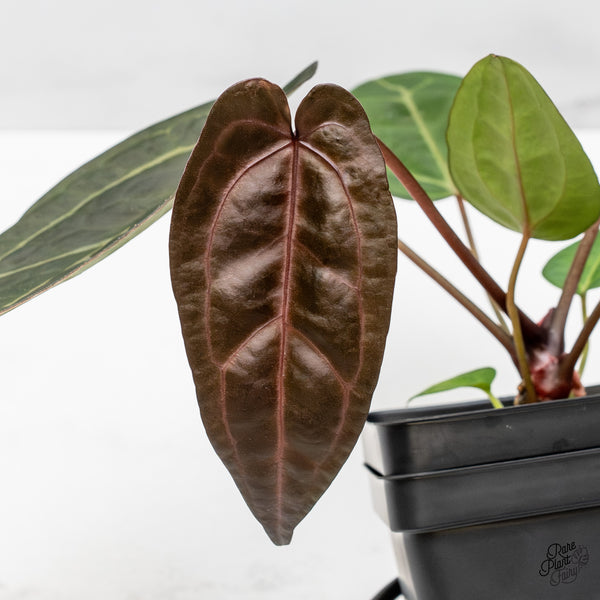 Anthurium Zara '29' x Dark & Handsome '9' by DocBlock® (wk47-R)