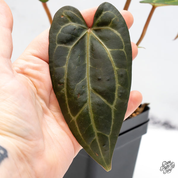 Anthurium Zara '29' x Dark & Handsome '9' by DocBlock® (wk51-Y)