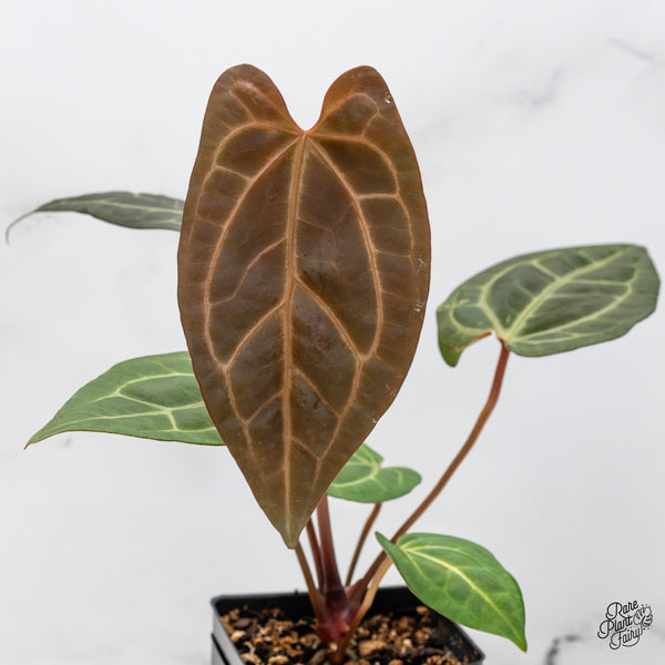 Anthurium Zara '29' x Dark & Handsome '9' by DocBlock® (wk51-Y)