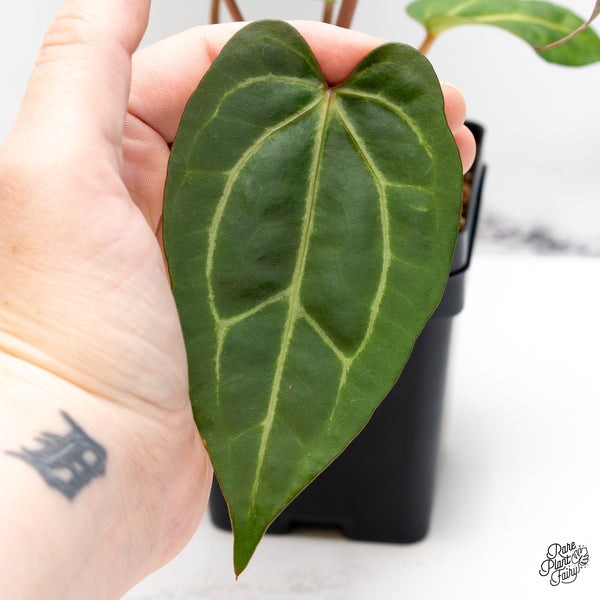 Anthurium Zara '29' x Dark & Handsome '9' by DocBlock® (wk51-Y)