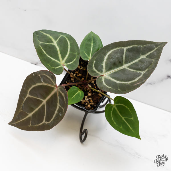 Anthurium Zara '29' x Dark & Handsome '9' by DocBlock® (wk52-P)