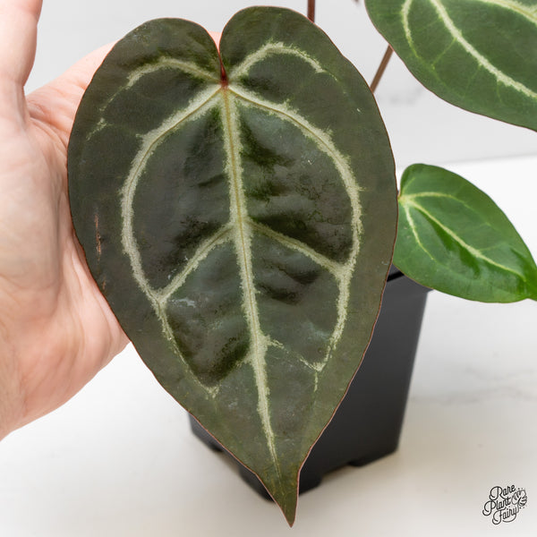 Anthurium Zara '29' x Dark & Handsome '9' by DocBlock® (wk52-P)