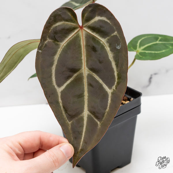 Anthurium Zara '29' x Dark & Handsome '9' by DocBlock® (wk52-P)
