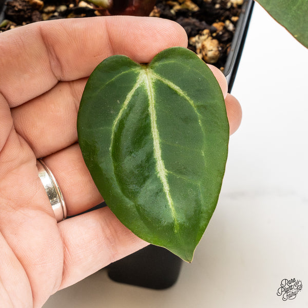 Anthurium Zara '29' x Dark & Handsome '9' by DocBlock® (wk52-P)