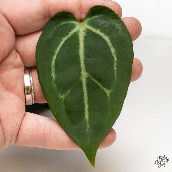 Anthurium Zara '29' x Dark & Handsome '9' by DocBlock® (wk52-P)