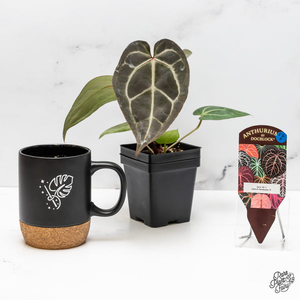 Anthurium Zara '29' x Dark & Handsome '9' by DocBlock® (wk52-P)