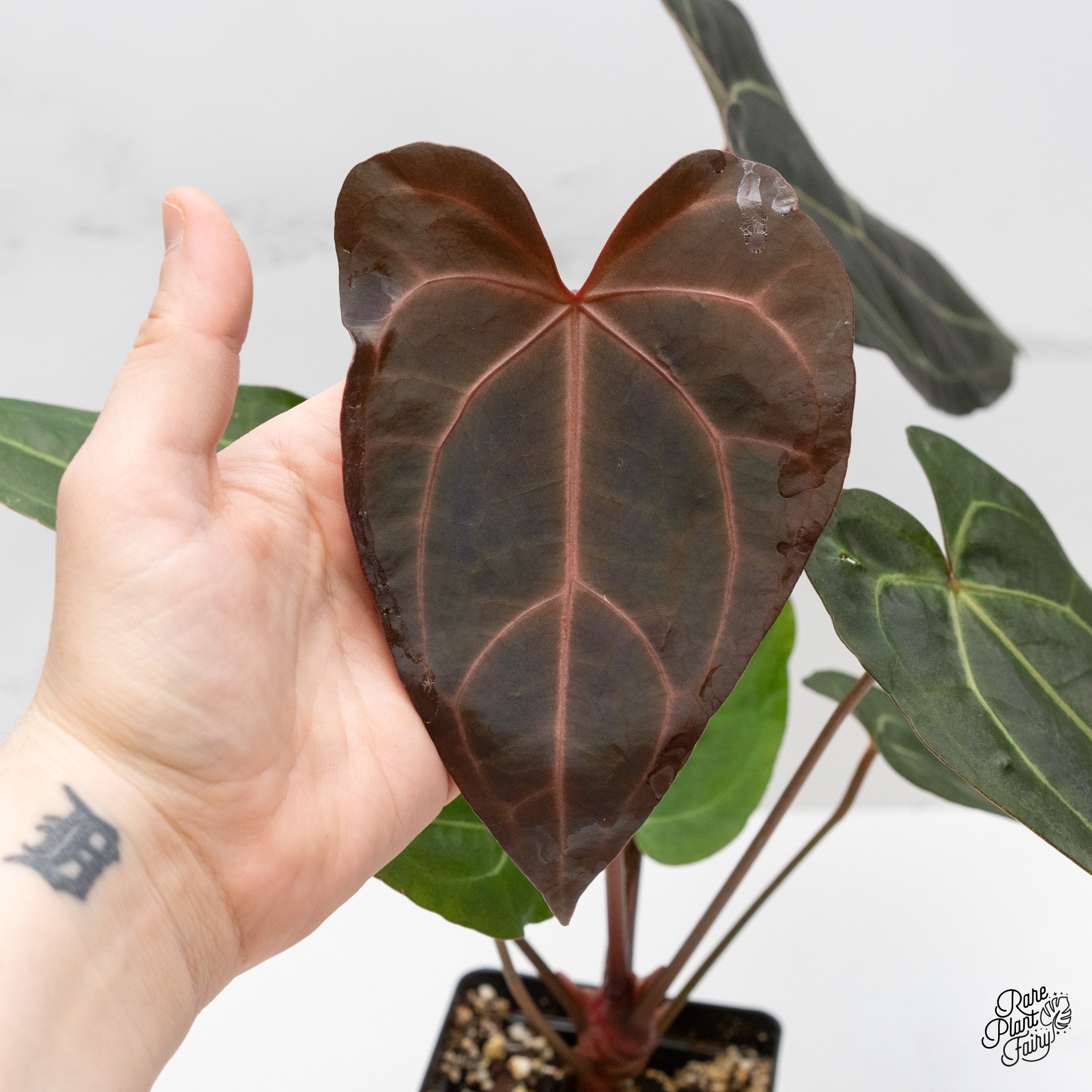 その他 ZarathustraSP Anthurium Zara '29' x Dark & Handsome '9' by DocBlock® (wk1-H