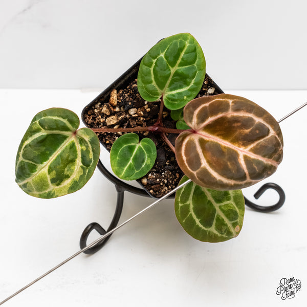 Anthurium Zara '31' x Zara '14' by DocBlock® Variegated (wk3-UH)