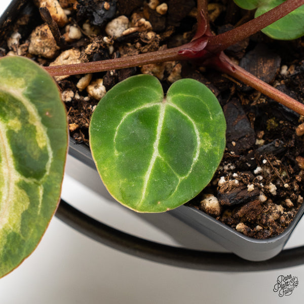 Anthurium Zara '31' x Zara '14' by DocBlock® Variegated (wk3-UH)