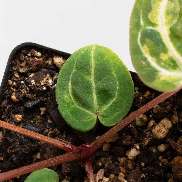 Anthurium Zara '31' x Zara '14' by DocBlock® Variegated (wk3-UH)