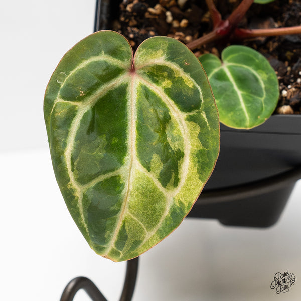 Anthurium Zara '31' x Zara '14' by DocBlock® Variegated (wk3-UH)