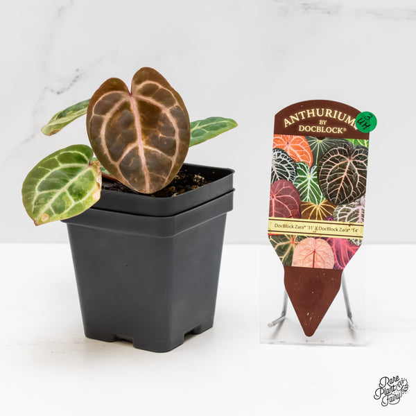 Anthurium Zara '31' x Zara '14' by DocBlock® Variegated (wk3-UH)