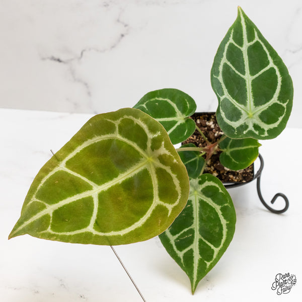 Anthurium Brown Derby '39' x Brown Derby '39' by DocBlock® (wk2-O) *Fused Sinus*