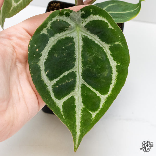 Anthurium Brown Derby '39' x Brown Derby '39' by DocBlock® (wk2-O) *Fused Sinus*