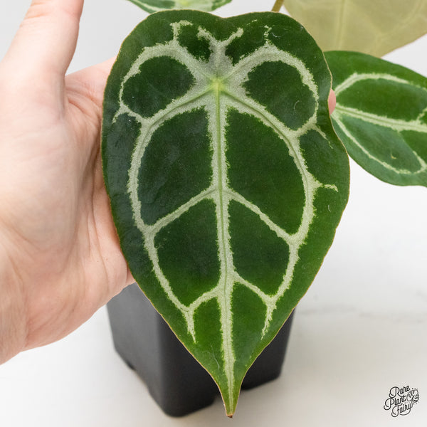 Anthurium Brown Derby '39' x Brown Derby '39' by DocBlock® (wk2-O) *Fused Sinus*