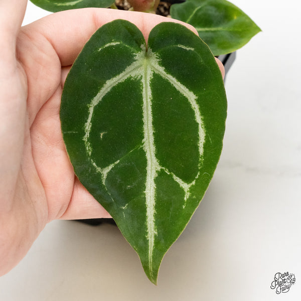 Anthurium Brown Derby '39' x Brown Derby '39' by DocBlock® (wk2-O) *Fused Sinus*