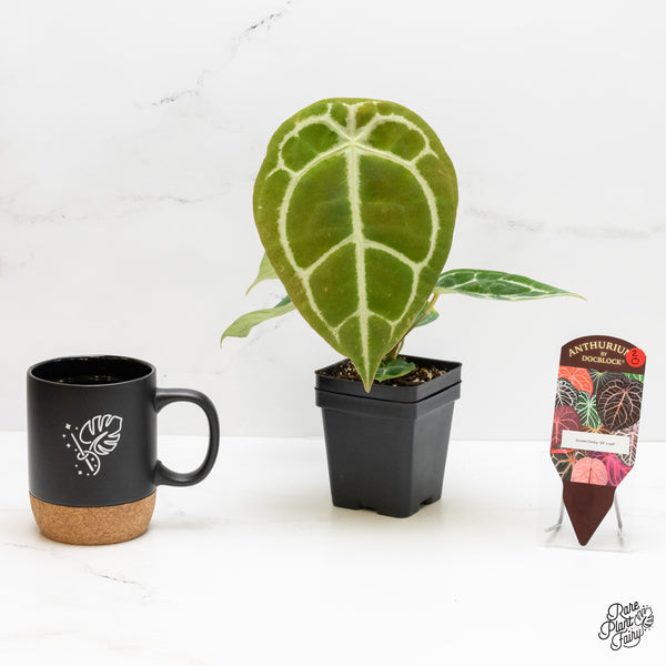 Anthurium Brown Derby '39' x Brown Derby '39' by DocBlock® (wk2-O) *Fused Sinus*