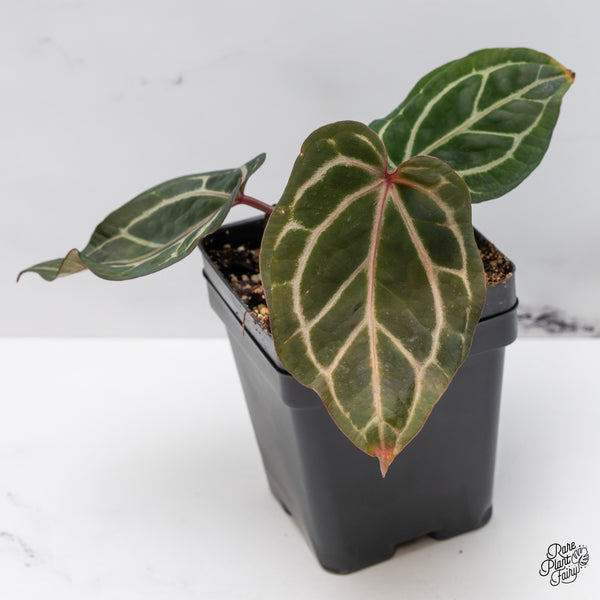 Anthurium Crystal Red '12' x Zara '14' by DocBlock® (wk46-P)