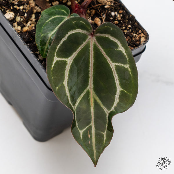Anthurium Crystal Red '12' x Zara '14' by DocBlock® (wk46-P)