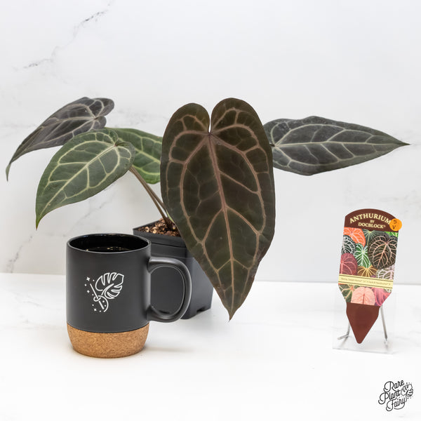 Anthurium Home, Sweet Home '32' x Dark & Handsome '9' by DocBlock® (wk5-V)
