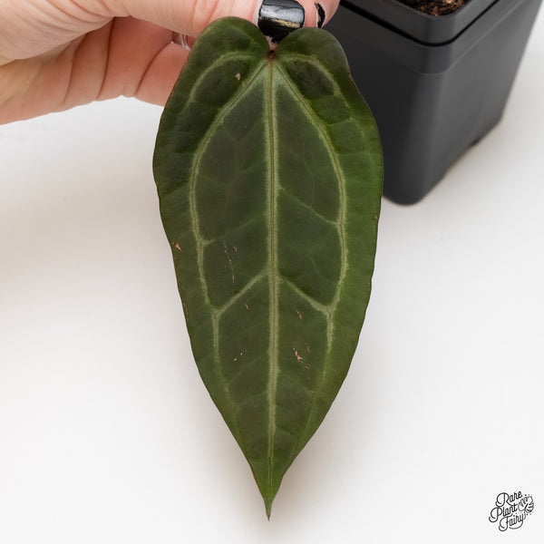 Anthurium Home, Sweet Home '32' x Dark & Handsome '9' by DocBlock® (wk5-V)