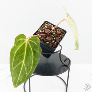 anthurium noid Variegated Anthurium sp. "RPF Living Wall" NOID (wk24-UH) – Rare Plant Fairy