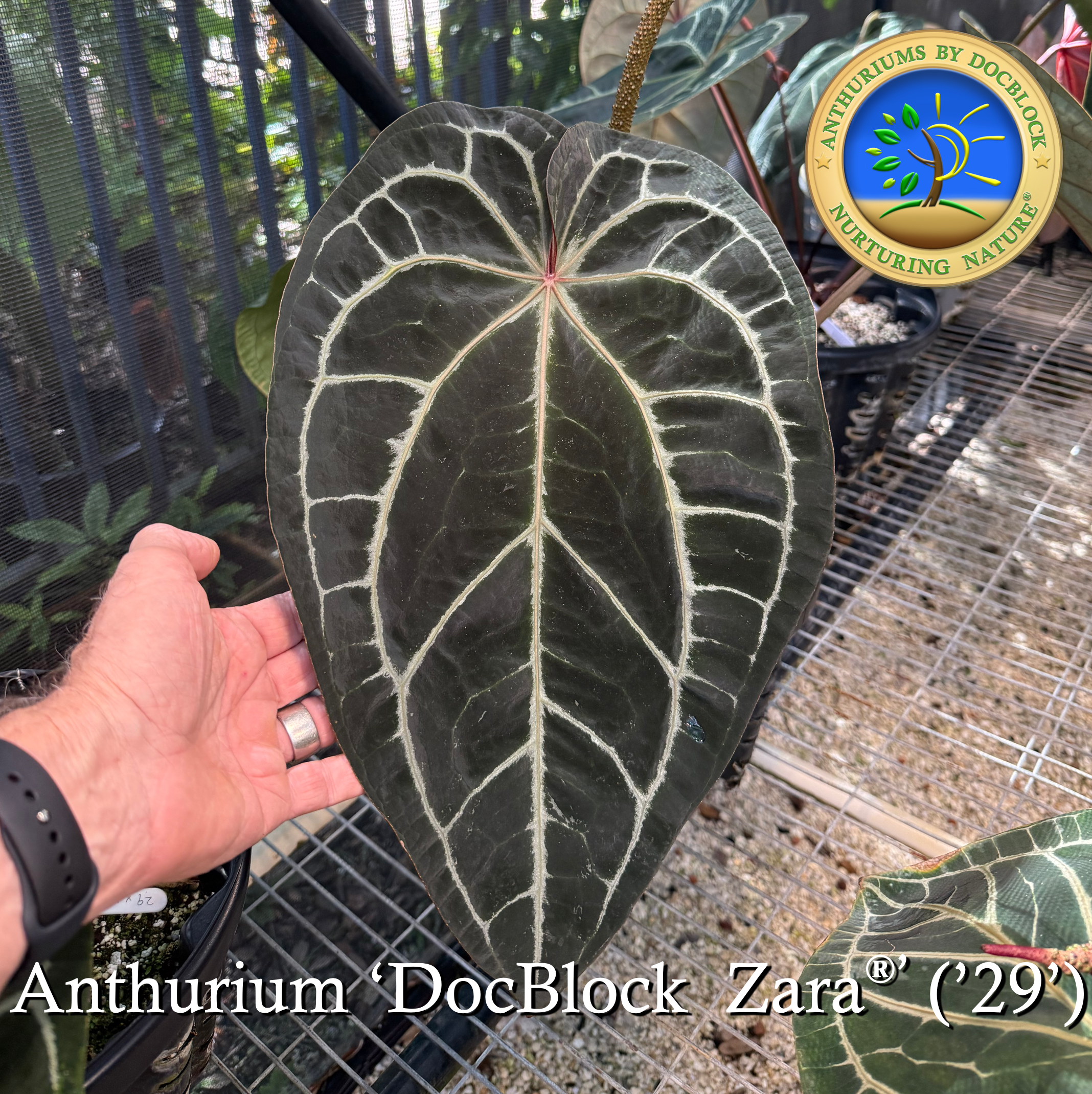 anthurium magnificent Anthurium Magnificent Dark '49' x Zara '29' by DocBlock *Grower's choice*