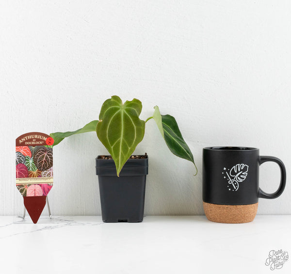 Anthurium Black Widow '43' x Forgetii '57' by DocBlock® (wk11-X)