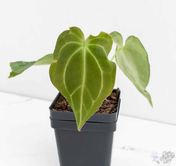 Anthurium Black Widow '43' x Forgetii '57' by DocBlock® (wk11-X)