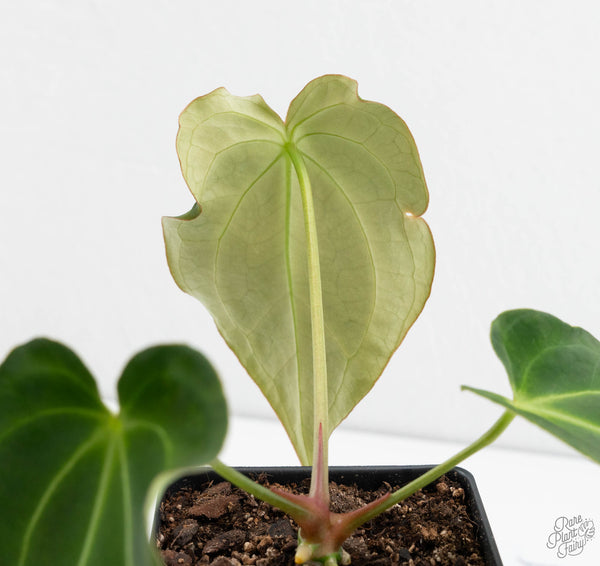 Anthurium Black Widow '43' x Forgetii '57' by DocBlock® (wk11-X)