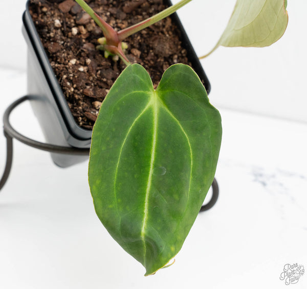 Anthurium Black Widow '43' x Forgetii '57' by DocBlock® (wk11-X)