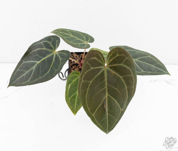 Anthurium Home, Sweet Home '32' x Dark & Handsome '9' by DocBlock® (wk11-A)