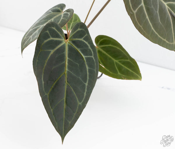 Anthurium Home, Sweet Home '32' x Dark & Handsome '9' by DocBlock® (wk11-A)