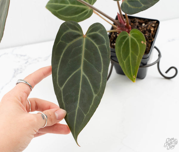 Anthurium Home, Sweet Home '32' x Dark & Handsome '9' by DocBlock® (wk11-A)