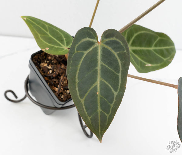 Anthurium Home, Sweet Home '32' x Dark & Handsome '9' by DocBlock® (wk11-A)