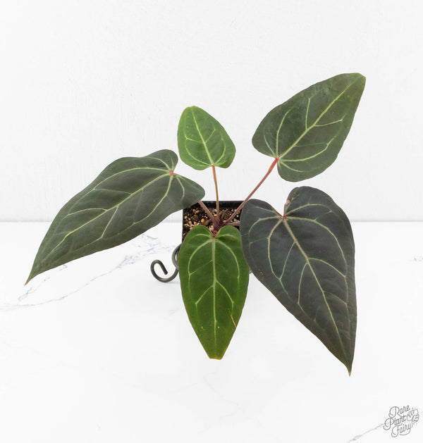 Anthurium Home, Sweet Home '32' x Dark & Handsome '9' by DocBlock® (wk11-W)