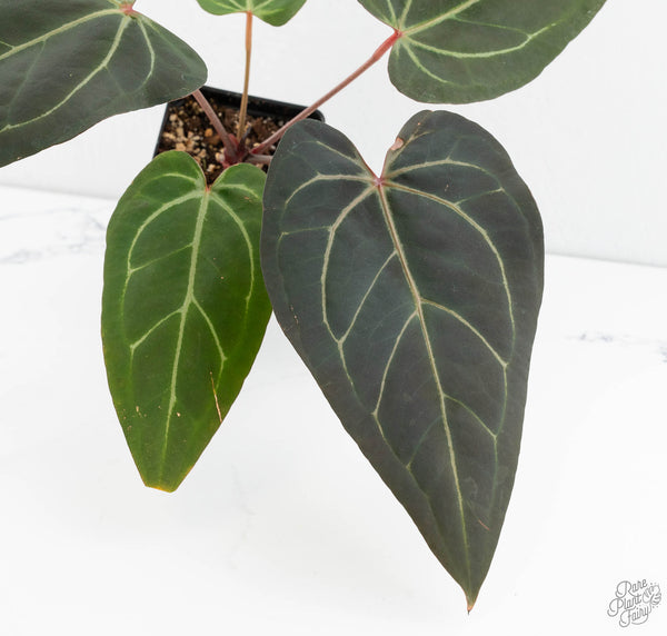 Anthurium Home, Sweet Home '32' x Dark & Handsome '9' by DocBlock® (wk11-W)