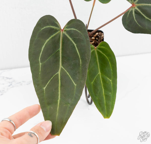 Anthurium Home, Sweet Home '32' x Dark & Handsome '9' by DocBlock® (wk11-W)