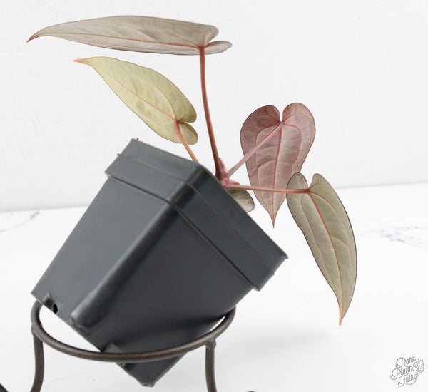 Anthurium Red Velvet Cake '24' x Red Velvet Cake '24' by DocBlock® (wk11-Y)