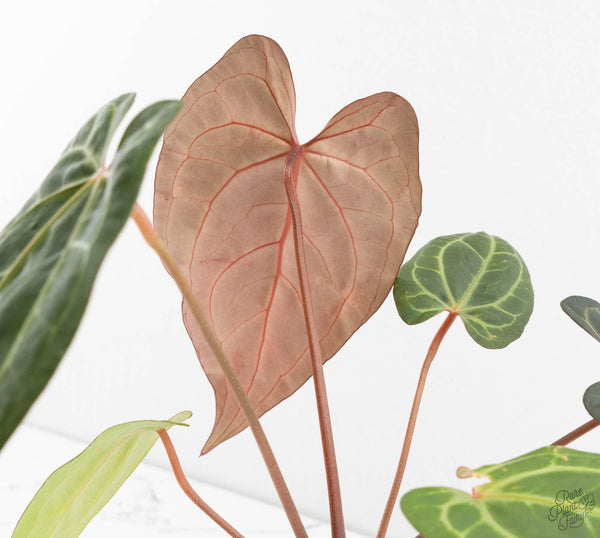 Anthurium Zara '29' x  Dark and Handsome '9' by DocBlock® (wk11-Z)
