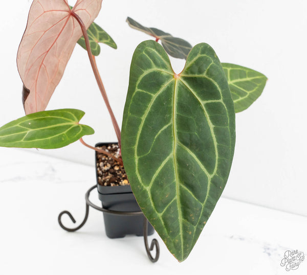 Anthurium Zara '29' x  Dark and Handsome '9' by DocBlock® (wk11-Z)